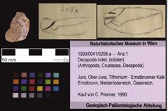 Foto (Objekt + Etiketten) von Decapoda indet. (lobster) (NHMW-GEO-1990-0041-0208a)